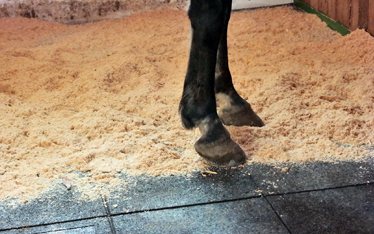 Rubber floor covering in a horse box