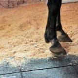 Rubber floor covering in a horse box